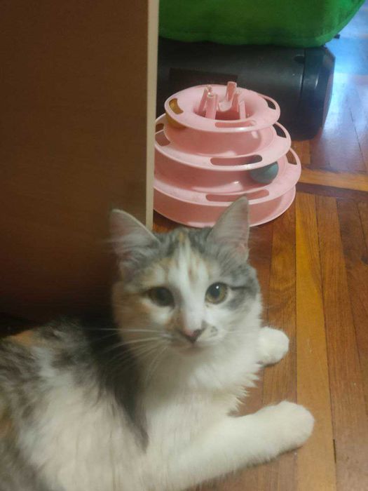 Чудесные котята девочки возраст около 4,5 месяцев ищут дом!