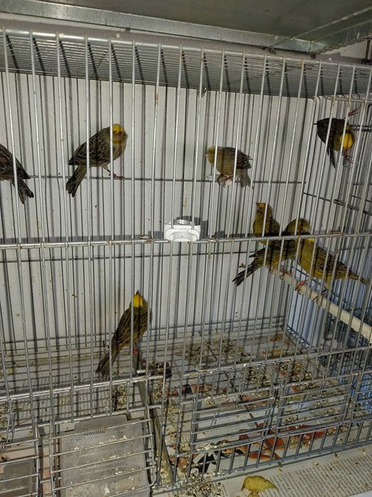 Cedo canarios vermelhos e lizards, aves de 2023 e 2024