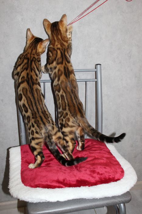 Бенгальська кіщечка