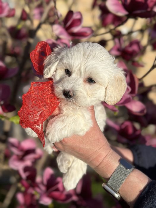 Мальтипу милая девочка