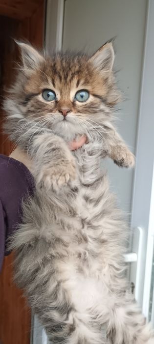 Подарую кошеня в добрі руки