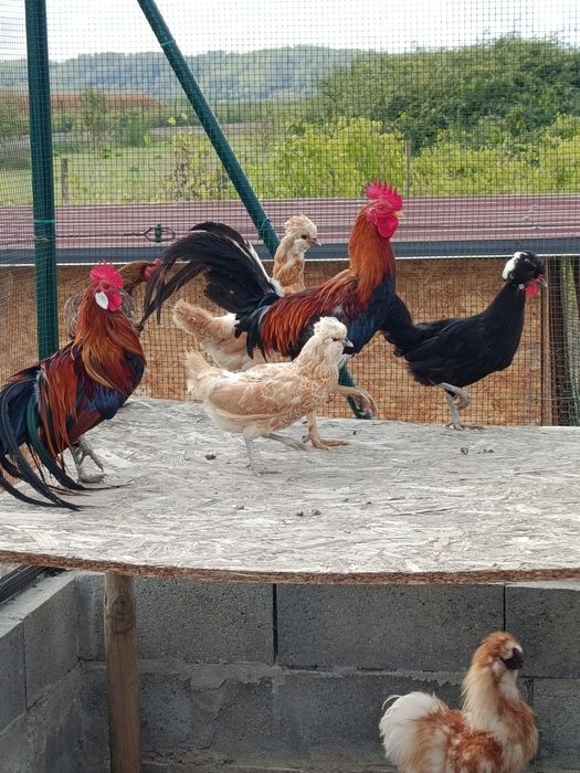 Galinhas para venda várias raças
