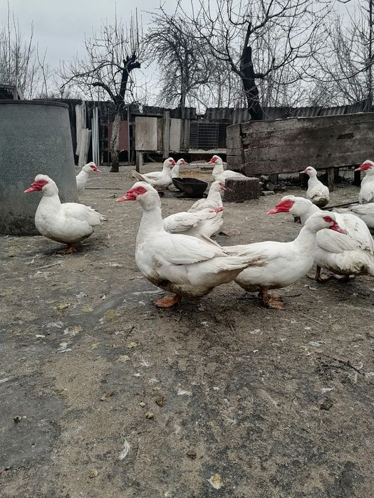 Продам качки шипуни білі.