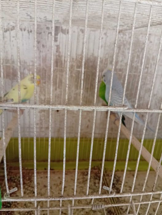 Periquitos machos