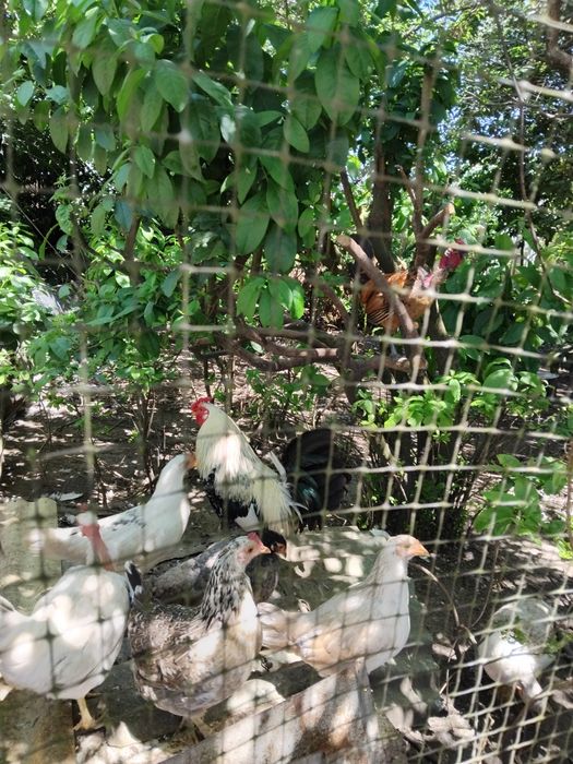 Vendo animais de Quinta (Patos mudos de criação, garnisos)