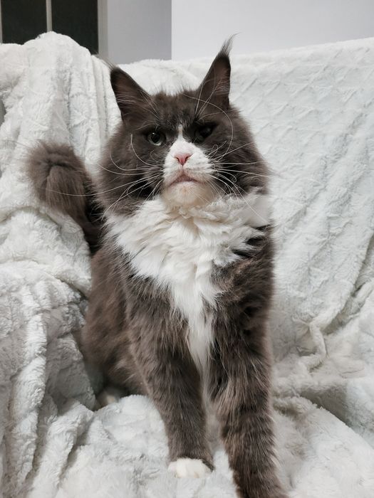 Maine Coon niebieski kocurek hodowla FPL