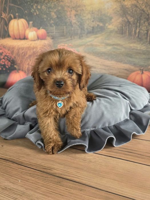 Cavapoo F1 cudowny i radosny szczeniak szuka kochajacego domu