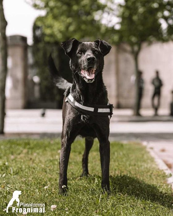PIRATA - Cãozinho para Adoção!