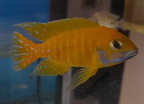 Aulonocara Baenschi Benga