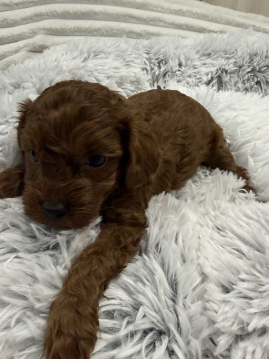 Maltipoo, pudel toy, maltańczyk