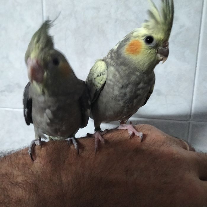 Caturras e agaporni domésticados