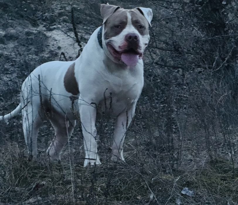 American Bully XXL ABKC
