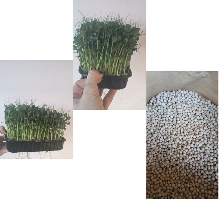 Горох Семена /Насіння  для   рыбалки