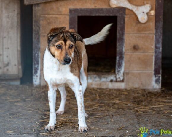 Psiak MAZGAJ rozgląda się za domkiem!