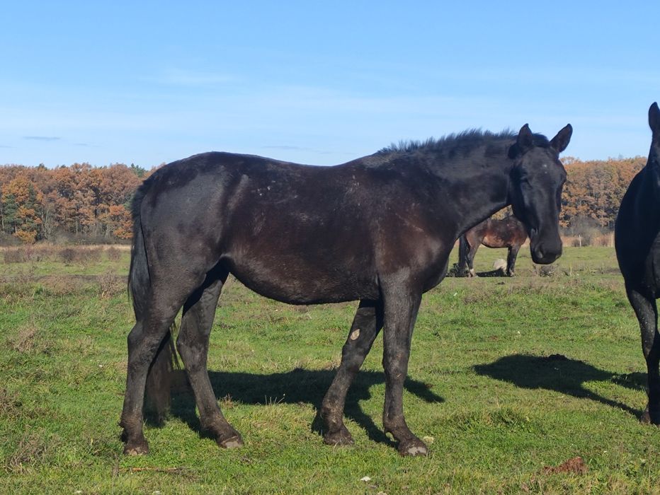 Klacz Śląska 3 lata. Księgą Główna Dotacyjna Zamiana