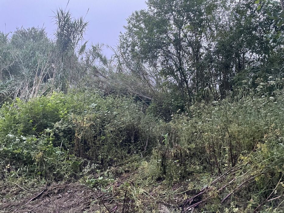 Limpeza/desmatacao de terrenos