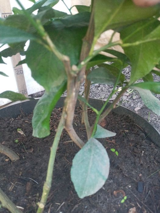 Схрещений лимон на 4 коріння