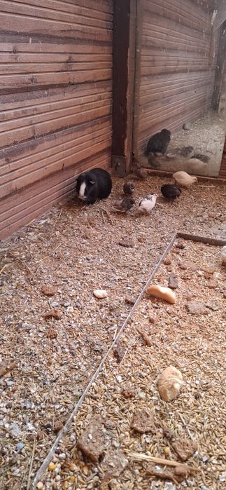 Oddam 3 świnki morskie