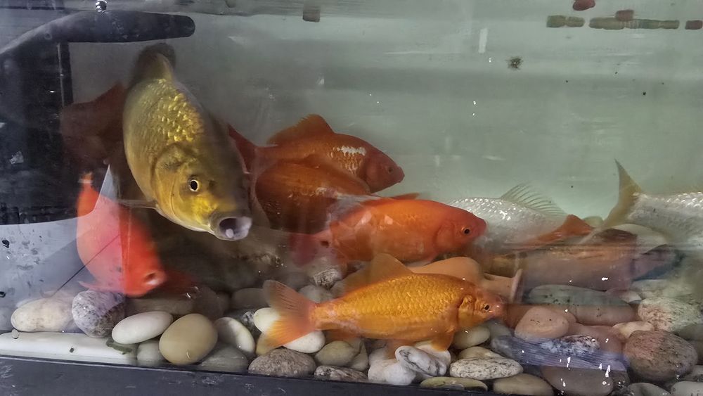 Peixes Vermelhos e brancos