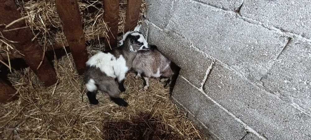 Cabrito anão - nascidos a  25/11/2025