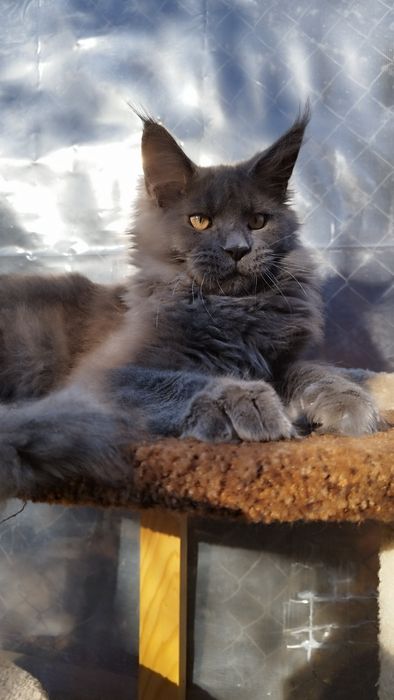 Maine coon Мейн-кун мальчик