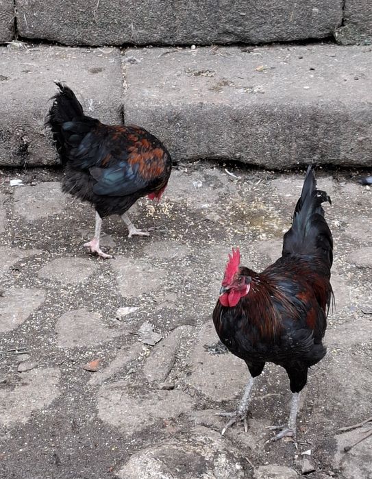 Garnizes para consumo ou reprodução jovens