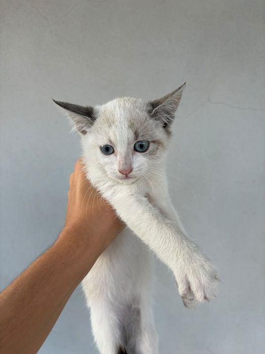 Dou gatinha de 2 meses