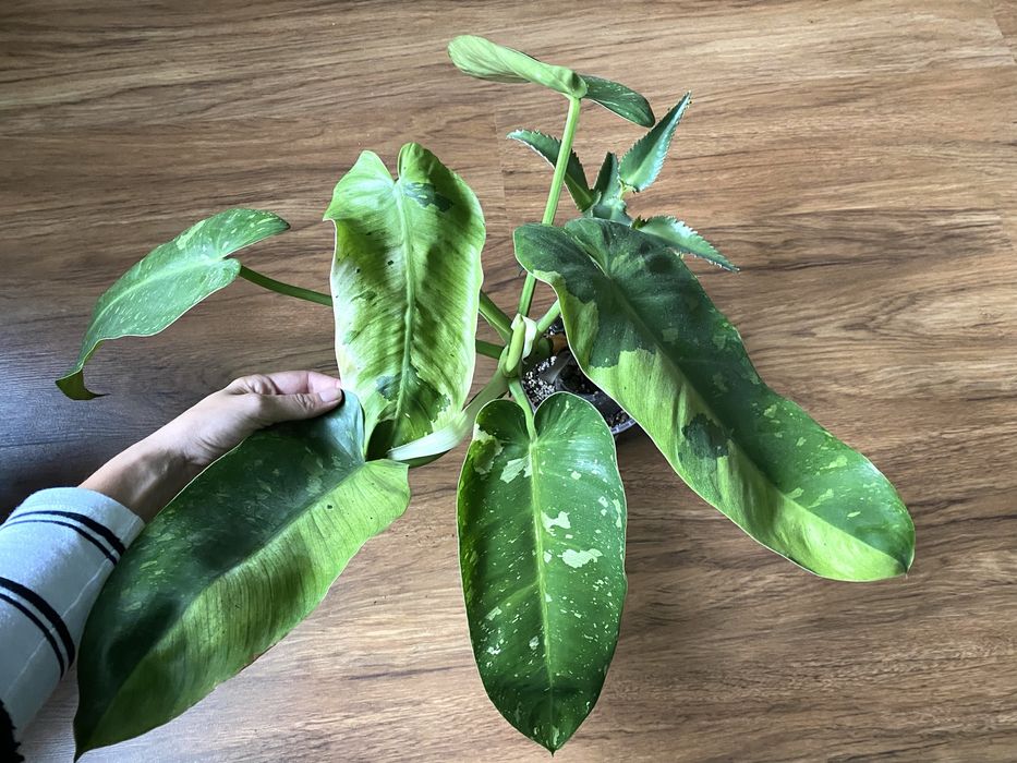 Philodendron Jose Buono