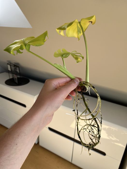 Monstera Lemon Lime