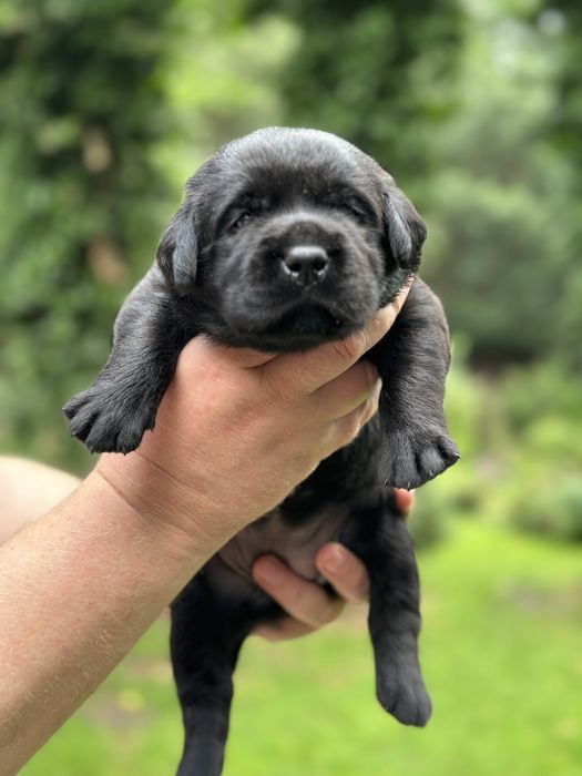 Labrador Retriever, piekna czarna suczka