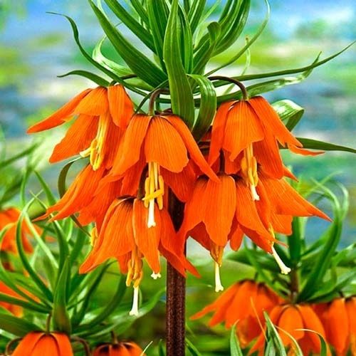 Цибулинки рябчиків імператорських