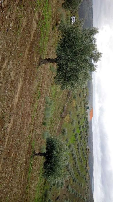 Terreno 15000m2 (1,5h)