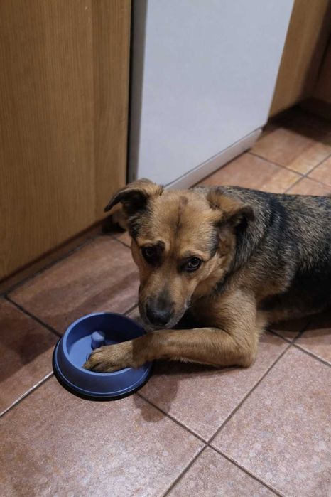 Scooby .. Scooby Doo szuka Domu