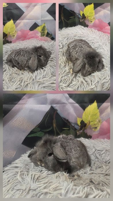 Karzełki Mini Lopki