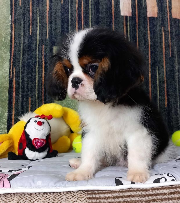 Кавалер кінг чарльз спаніель