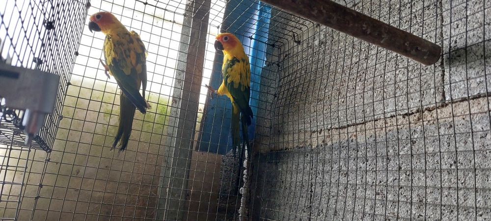 Aratingas criadas à mão.