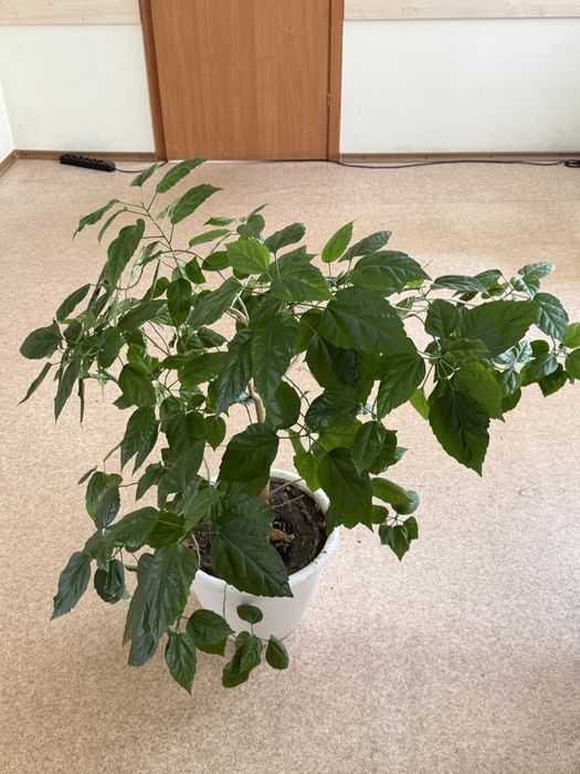 Продам вазони в чудовому стані