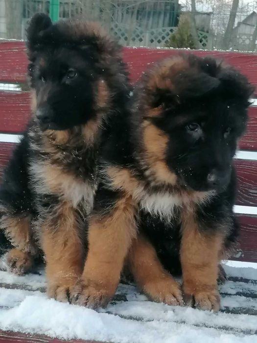 Owczarek niemiecki szczeniak pies