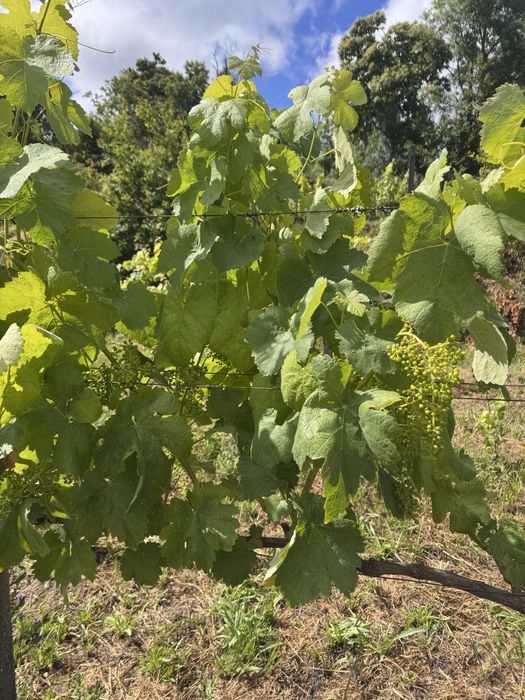 Vende-se uvas brancas (loureiro)