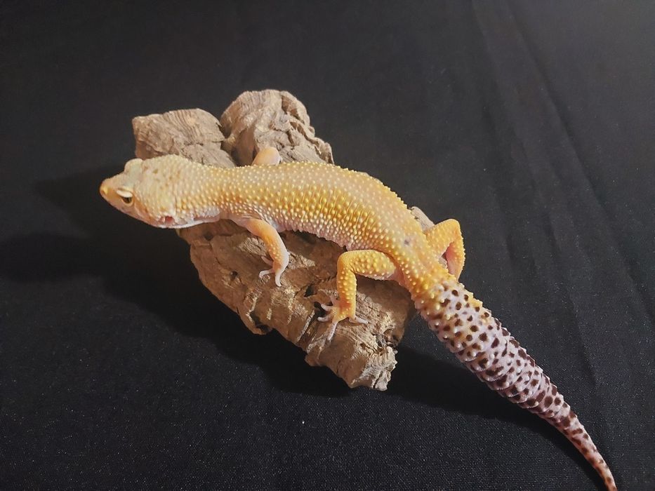 Gekony lamparcie samiczki