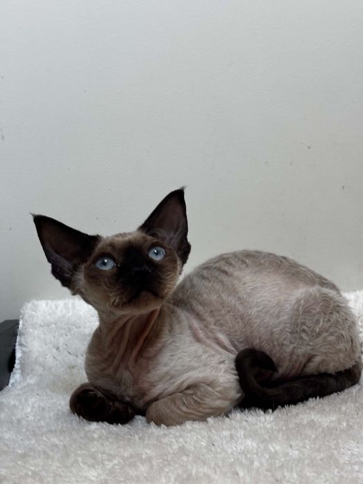 Devon rex point, kocur devon rex FPL, FIFE
