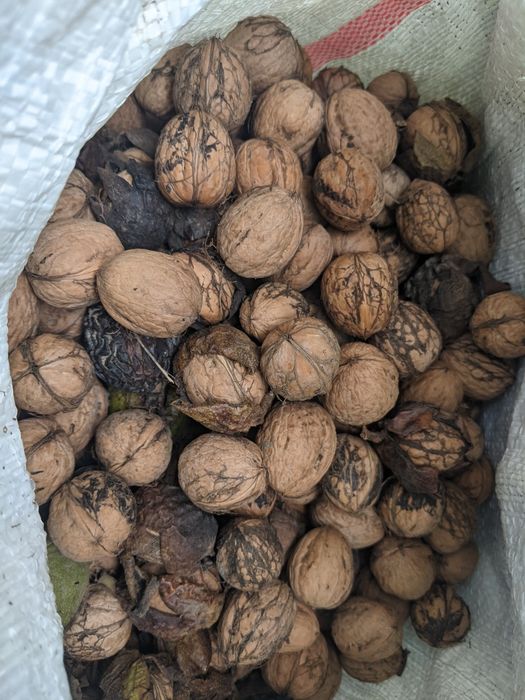 Горіхи горіх грецький волоський свіжий урожай
