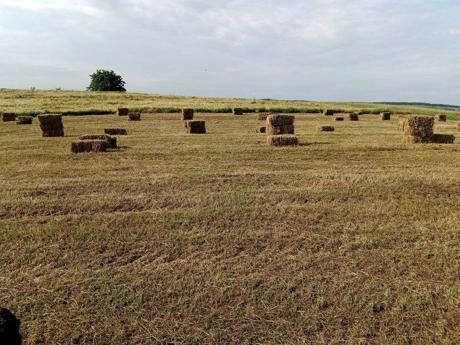 Сіно тюки 2025рік