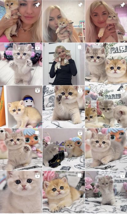 Котята из питомника