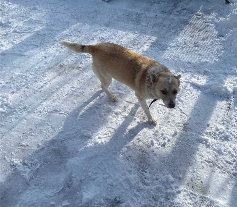 Срочно отдаю собаку "Бим"