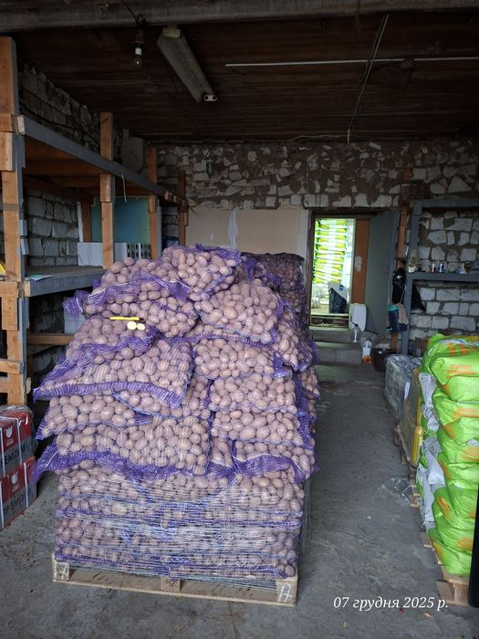 Арізона насіннєва картопля