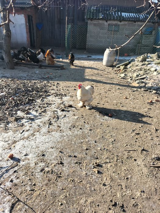 Sprzedam koguty ozdobne