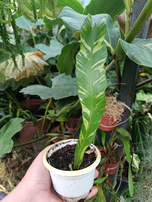 Папороть поліподіум polypodium variegata