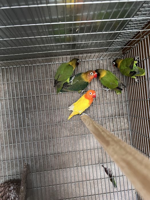 Agapornis ficher e personatus sexados