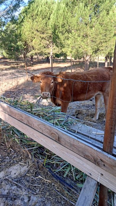 Capim gigante BRs capiaçu